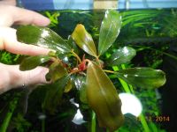 Лот: 4878832. Фото: 2. Bucephalandra sp.Blue devil... Аквариумистика