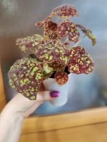 Лот: 20078368. Фото: 3. Бегония Marmaduke. Растения и животные