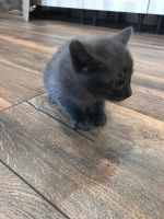 Лот: 12787293. Фото: 2. Весёлые котэ)). Животные и уход