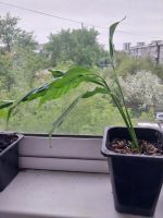 Лот: 25391300. Фото: 2. Детки спатифиллума. Комнатные растения и уход