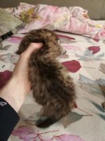 Лот: 11073987. Фото: 2. Чистокровный Шотлат. Отличный... Животные и уход