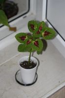 Лот: 3148263. Фото: 2. Колеус (крапивка) 5. Комнатные растения и уход