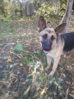 Лот: 12236481. Фото: 2. Молодая Восточноевропейская овчарка. Животные и уход