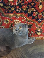 Лот: 8686186. Фото: 6. Шотландские котята