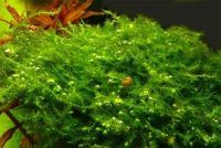 Лот: 15826636. Фото: 4. Мох Бабл (Moss sp. Bubble) изящный... Красноярск