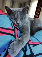 Лот: 14992579. Фото: 7. Натуральный корм для кошек и котов...