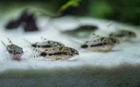 Лот: 24296832. Фото: 4. Хаброзус карликовый сомик Коридорас... Красноярск