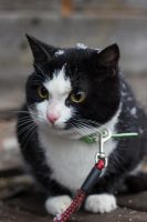 Лот: 5137949. Фото: 2. Коты и кошки стерилизованные. Животные и уход