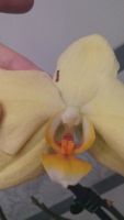 Лот: 11340678. Фото: 7. Орхидея фаленопсис жёлтый (отцвел...