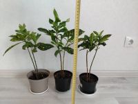 Лот: 25548497. Фото: 2. Кротон. Комнатные растения и уход