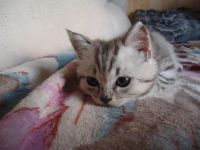 Лот: 7947760. Фото: 3. Шикарные шотландские котята. Растения и животные