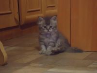 Лот: 4262390. Фото: 4. Шикарные Шотлаты. Сделайте себе... Красноярск