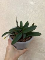 Лот: 25882101. Фото: 3. Каттлея Schilleriana # sib. Растения и животные