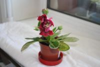 Лот: 4281108. Фото: 5. Глоксиния красная (цветет)