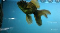 Лот: 15105562. Фото: 3. Золотая рыбка оранда черная. Растения и животные