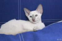 Лот: 8782945. Фото: 2. котенок-ориентал. Животные и уход