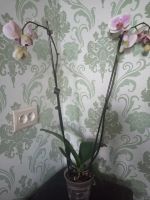 Лот: 19140140. Фото: 2. Орхидея фаленопсис. Комнатные растения и уход