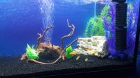 Лот: 11748588. Фото: 6. Аквариум 200л с оборудованием...