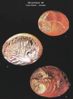 Лот: 2227631. Фото: 2. A Conchological Iconography -... Хобби, туризм, спорт