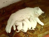 Лот: 2002574. Фото: 2. Котёнок, мужчина, порода турецкая... Животные и уход