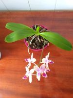 Лот: 13944837. Фото: 3. Орхидея фаленопсис желто-фиолетовая. Растения и животные