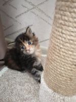 Лот: 17302302. Фото: 4. Котята мейн-кун. Красноярск