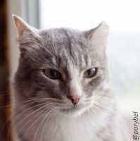 Лот: 5982403. Фото: 6. Семён-настоящий кот-мужчина ищет...