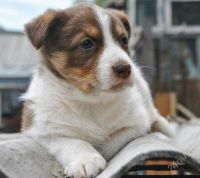 Лот: 2833836. Фото: 2. Моника ищет дом. Животные и уход