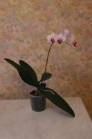 Лот: 2852734. Фото: 2. Орхидея фаленопсис. Комнатные растения и уход