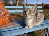 Лот: 10456992. Фото: 2. Британская кошка, отдадим в хорошие... Животные и уход