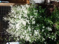Лот: 13991181. Фото: 2. Клематис мелкоцветковый "Белое... Семена, рассада, садовые растения