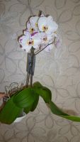 Лот: 3065157. Фото: 6. орхидея фаленопсис (сейчас цветёт...