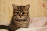 Лот: 8948539. Фото: 2. Британский котенок. Животные и уход