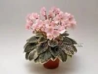 Лот: 7646246. Фото: 2. Фиалка полумини Joy's Pink Halo... Комнатные растения и уход