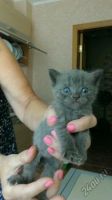 Лот: 5674471. Фото: 4. Британские котята по 1500 руб. Красноярск