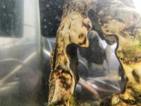 Лот: 12714806. Фото: 2. Аквариум, 90 л. Аквариумистика