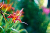 Лот: 6480974. Фото: 9. Nikon Nikkor-S 5.8cm 1.4 non ai...