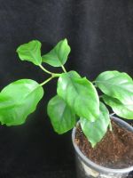 Лот: 13592360. Фото: 5. Хойя Hoya Lasiantha