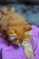 Лот: 11473816. Фото: 2. Котята мейн-кун. Животные и уход