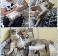 Лот: 20352824. Фото: 9. Шотландский Вислоухий котёнок.