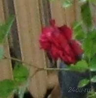 Лот: 5955141. Фото: 6. роза малиновая комнатная