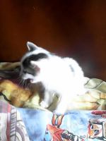Лот: 5301275. Фото: 4. милые котятки. Красноярск