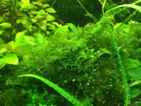 Лот: 7443433. Фото: 6. мох треугольный (Triangle moss...