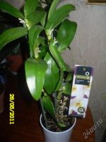 Лот: 989804. Фото: 2. орхидея Дендробиум Nobile. Комнатные растения и уход