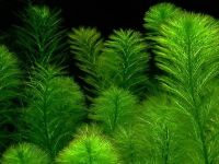 Лот: 11429746. Фото: 2. Перистолистник Зеленый (Myriophyllum... Аквариумистика