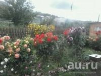 Лот: 9093567. Фото: 3. Для дачи -------георгины. Красноярск