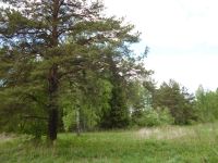 Лот: 5257764. Фото: 5. Земля станция Минино 22 сотки...