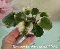 Лот: 9042486. Фото: 4. Фиалка Шикарный Мак (Морев) -... Красноярск