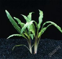 Лот: 1203325. Фото: 3. Cryptocoryne albida. Растения и животные