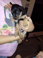 Лот: 10484093. Фото: 3. Той терьер. Растения и животные